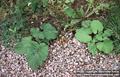 downy burdock